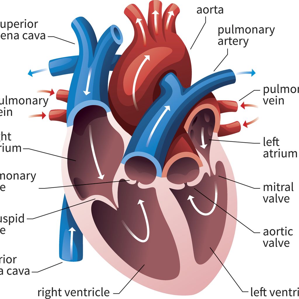 l-implantation-de-valves-aortiques-par-voie-transcath-ter-tavi-pour